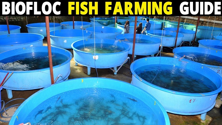 Biofloc Fish farming business and training